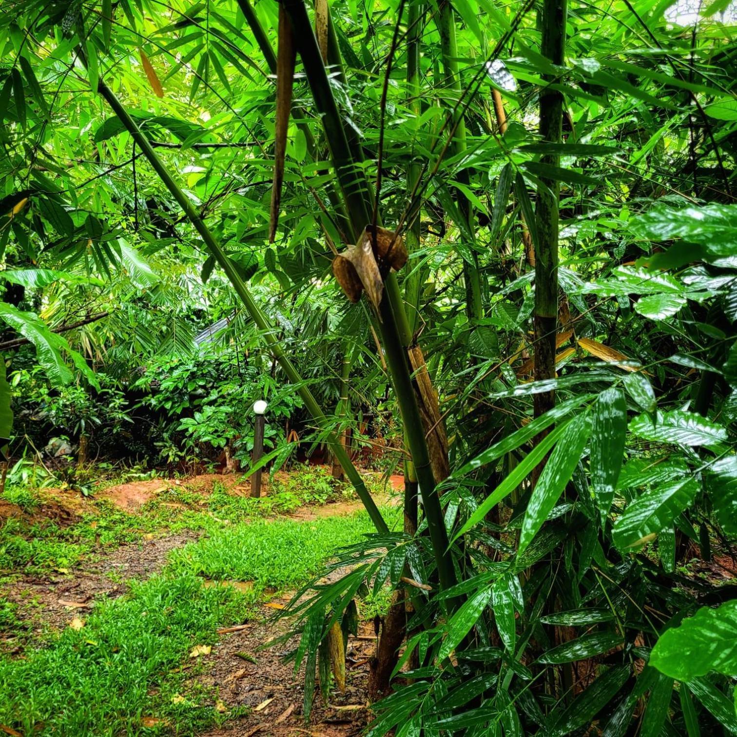 Greens Tree House & Wood House Sultan Bathery Exterior photo